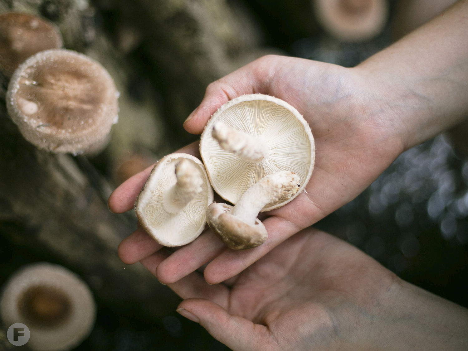 Freshly Harvested Ozark Forest shiitakes